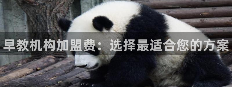 恒行5娱乐：早教机构加盟费：选择最适合您的方案